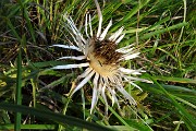 86 Carlina in fiore